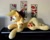 Size: 1140x904 | Tagged: safe, artist:purplenebulastudios, applejack, earth pony, pony, g4, irl, life size, lying down, photo, plushie, prone, solo