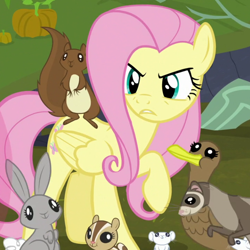 Size: 720x720 | Tagged: safe, screencap, fluttershy, bird, chipmunk, duck, ferret, mouse, pegasus, pony, squirrel, g4, the hooffields and mccolts, angry, cropped, female, male, mare, raised hoof, solo, teeth
