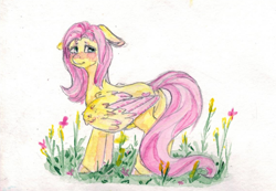 Size: 904x624 | Tagged: safe, artist:carboneum, fluttershy, pegasus, pony, g4, blushing, colored wings, colored wingtips, cute, female, flower, looking back, mare, shyabetes, solo, traditional art, wings
