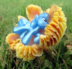 Size: 640x613 | Tagged: safe, trixie, g4, fungus, mushroom, photo, toy