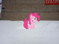 Size: 1280x960 | Tagged: safe, pinkie pie, earth pony, pony, g4, not asking for trouble, brick wall, cold, gritted teeth, irl, photo, ponies in real life, snow, solo