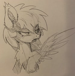 Size: 2686x2699 | Tagged: safe, artist:midnight story, derpibooru exclusive, oc, oc only, oc:midnight story, bat pony, hybrid, pegasus, pony, chest fluff, ear fluff, fangs, female, fluffy, high res, mare, monochrome, palindrome get, sketch, slit pupils, solo, spread wings, traditional art, unamused, wings