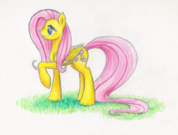Size: 1596x1218 | Tagged: safe, artist:magical-marauder, fluttershy, pegasus, pony, g4, female, grass, mare, raised hoof, simple background, solo, traditional art, white background