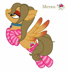 Size: 570x604 | Tagged: safe, artist:maryhoovesfield, oc, oc only, pegasus, pony, bedroom eyes, choker, clothes, ear fluff, pegasus oc, simple background, socks, solo, striped socks, white background, wings