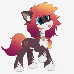 Size: 2000x2000 | Tagged: safe, artist:neverend, oc, oc only, dog, dog pony, pony, chest fluff, coat markings, collar, facial markings, female, high res, mare, mlem, pale belly, raised hoof, silly, simple background, socks (coat markings), solo, tongue out, white background, white belly
