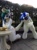 Size: 764x1024 | Tagged: safe, artist:luna_b_, artist:toki, dj pon-3, princess celestia, vinyl scratch, human, g4, clothes, cosplay, costume, fursuit, irl, irl human, japan, photo, ponysuit