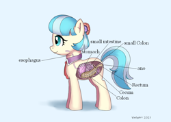 Size: 910x647 | Tagged: safe, artist:vinilyart, coco pommel, earth pony, pony, g4, anatomy, anatomy chart, anus, chart, closed mouth, digestive system, eyes open, female, intestines, looking at something, looking left, mare, nudity, organs, rectum, simple background, solo, stomach, vein, white background, x-ray