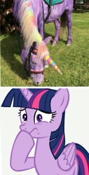 Size: 818x1611 | Tagged: safe, twilight sparkle, alicorn, horse, pony, g4, fake horn, hoers, horse cosplay, irl, irl horse, photo, pony painting party, purple, recolored hoers, twilight sparkle (alicorn), wat