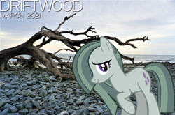 Size: 2064x1364 | Tagged: safe, artist:not-yet-a-brony, marble pie, earth pony, pony, g4, 2021, beach, cloud, day, driftwood, female, lyrics in the description, mare, ocean, rock, smiling, song reference, youtube link in the description