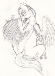Size: 2905x4012 | Tagged: safe, artist:denton, oc, oc only, pegasus, pony, feather, grooming, preening, sketch, solo