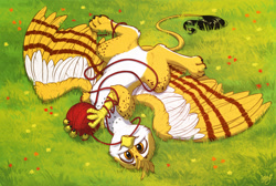 Size: 3000x2020 | Tagged: safe, artist:amishy, oc, oc only, oc:beaky, griffon, fanfic:yellow feathers, behaving like a cat, catbird, cute, field, flower, grass, griffon oc, griffons doing cat things, high res, looking at you, lying down, male, markings, ocbetes, on back, pale belly, simple background, solo, traditional art, wool, yarn, yarn ball