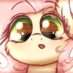 Size: 1000x1000 | Tagged: safe, artist:phoenixrk49, fluttershy, pony, g4, blushing, bust, cheek fluff, close-up, cute, daaaaaaaaaaaw, ear fluff, eye reflection, female, front view, full face view, looking at you, mare, open mouth, portrait, reflection, shyabetes, solo, wrong eye color