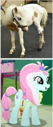 Size: 792x1903 | Tagged: safe, kerfuffle, horse, pony, g4, my little pony: rainbow roadtrip, amputee, comparison, irl, irl horse, male, miniature horse, photo, prosthetic leg, prosthetic limb, prosthetics, superman