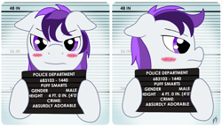 Size: 1564x900 | Tagged: safe, artist:fskindness, oc, oc only, oc:puff smarts, blushing, commission, cute, eyebrows, eyelashes, femboy, floppy ears, frown, hoof hold, male, multicolored mane, police state, purple eyes, purple mane, solo, stallion, white coat