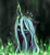 Size: 2560x2796 | Tagged: source needed, safe, artist:xyq, queen chrysalis, changeling, changeling queen, g4, bust, female, glowing horn, high res, horn, looking at you, portrait, solo