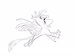 Size: 2224x1668 | Tagged: safe, artist:frozenspots, oc, oc only, griffon, open mouth, sketch, smiling, solo, spread wings, wings