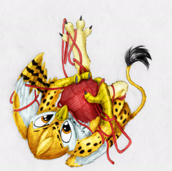 Size: 2620x2613 | Tagged: safe, artist:joestick, artist:vedont, oc, oc only, oc:beaky, griffon, fanfic:yellow feathers, behaving like a cat, colored, griffons doing cat things, high res, male, solo, traditional art, wool, yarn, yarn ball