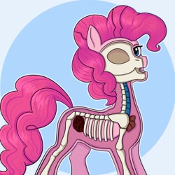 Size: 2160x2160 | Tagged: safe, artist:tanatos, pinkie pie, earth pony, pony, freeny's hidden dissectibles, g4, bone, dissectibles, dissection, high res, organs, skeleton, solo