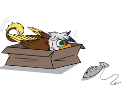 Size: 1152x821 | Tagged: safe, alternate character, alternate version, artist:rokosmith26, part of a set, oc, oc only, fish, griffon, bait, beak, behaving like a cat, box, butt fluff, carnivore, cheek fluff, commission, eyes on the prize, floppy ears, fluffy, griffon in a box, griffon oc, griffons doing cat things, griffons doing griffon things, if i fits i sits, imminent pounce, looking at something, lying down, male, part of a series, roko's hunting ponies, simple background, solo, string, tail, transparent background, ych result