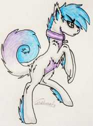 Size: 1746x2352 | Tagged: safe, artist:beamybutt, oc, oc only, pony, wolf, wolf pony, collar, male, rearing, signature, solo, traditional art