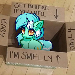 Size: 4000x4000 | Tagged: safe, artist:witchtaunter, lyra heartstrings, pony, unicorn, g4, behaving like a cat, box, chest fluff, ear fluff, fluffy, irl, l.u.l.s., looking at you, looking up, looking up at you, photo, ponies in real life, ponified animal photo, pony in a box, shoulder fluff, sitting, smelly, solo