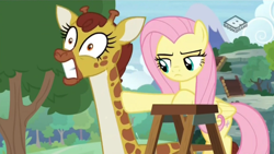 Size: 1280x720 | Tagged: safe, screencap, angel bunny, clementine, fluttershy, giraffe, pegasus, pony, g4, season 9, she talks to angel, body swap, boomerang (tv channel), gritted teeth, ouch