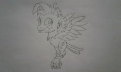 Size: 2560x1536 | Tagged: safe, artist:peternators, star tracker, harpy, monster pony, original species, g4, :p, claw, flying, freckles, male, monochrome, sketch, smiling, species swap, tongue out, traditional art, wings