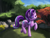 Size: 3000x2250 | Tagged: safe, artist:flusanix, starlight glimmer, pony, unicorn, g4, female, forest, high res, mare, one eye closed, smiling, solo, wink