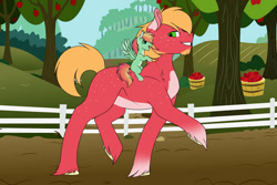 Size: 1024x683 | Tagged: safe, artist:fluffy-fillies, big macintosh, oc, oc:summer harvest, earth pony, pegasus, pony, g4, duo, facial hair, father and child, father and daughter, father's day, female, filly, goatee, male, offspring, pale belly, parent:big macintosh, parent:fluttershy, parents:fluttermac, ponies riding ponies, riding, stallion