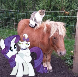 Size: 731x720 | Tagged: safe, opalescence, rarity, cat, pony, shetland pony, unicorn, g4, horse-pony interaction, irl, irl cat, irl pony, opalescence riding rarity, photo, ponies in real life, riding, riding a pony, smiling