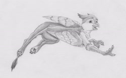 Size: 3952x2447 | Tagged: safe, artist:joestick, oc, oc only, griffon, beak, high res, male, monochrome, paw pads, paws, traditional art, underpaw, wings