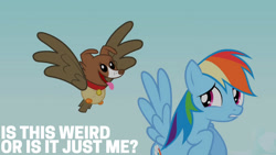 Size: 1280x720 | Tagged: safe, edit, edited screencap, editor:quoterific, screencap, owlowiscious, rainbow dash, winona, bird, dog, hybrid, owl, pegasus, pony, g4, may the best pet win, season 2, female, flying, mare, open mouth, tongue out