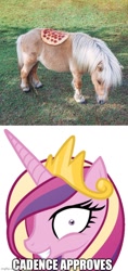 Size: 500x1060 | Tagged: safe, princess cadance, horse, g4, decadence, food, irl, irl horse, meme, peetzer, photo, pizza, that pony sure does love pizza, wat