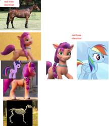 Size: 1154x1337 | Tagged: safe, edit, edited screencap, screencap, rainbow dash, sunny starscout, twilight sparkle, earth pony, horse, pegasus, pony, unicorn, g4, g5, my little pony: a new generation, 3d, analysis, anatomy, bone, comparison, concave belly, female, information, irl, irl horse, mare, photo, physique difference, side view, skeleton, slender, standing, style comparison, sunny's bag, thin, unshorn fetlocks