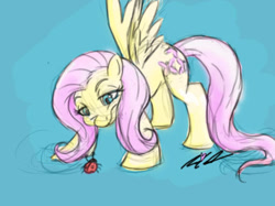 Size: 454x340 | Tagged: safe, artist:itsteriyaki, fluttershy, insect, ladybug, pegasus, pony, g4, signature, simple background, solo