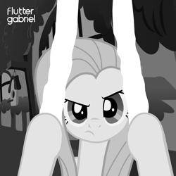 Size: 2000x2000 | Tagged: safe, artist:daringdashie, artist:grapefruit-face, fluttershy, pegasus, pony, g4, album cover, base used, black and white, fluttershy's cottage, grayscale, high res, looking at you, monochrome, peter gabriel, ponified, ponified album cover, scratching, show accurate, solo