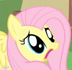 Size: 356x347 | Tagged: safe, screencap, fluttershy, pegasus, pony, g4, party of one, season 1, adorable distress, cropped, cute, d:, female, frown, horrified, mare, open mouth, reaction image, scared, shocked, shyabetes, solo, spread wings, wings