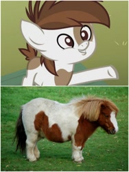 Size: 1500x1999 | Tagged: safe, edit, screencap, pipsqueak, horse, pony, shetland pony, derpibooru, g4, coat markings, colt, comparison, grass, irl, irl horse, juxtaposition, male, meta, nudity, partay, photo, pinto, sheath