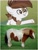 Size: 1500x1999 | Tagged: safe, edit, screencap, pipsqueak, horse, pony, shetland pony, derpibooru, g4, coat markings, colt, comparison, grass, irl, irl horse, juxtaposition, male, meta, nudity, partay, photo, pinto, sheath