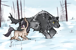 Size: 3000x2000 | Tagged: safe, artist:rirurirue, oc, oc only, oc:cold shoulder, pony, wolf, yakutian horse, chest fluff, female, fluffy, high res, looking back, mare, outdoors, snow, snow mare