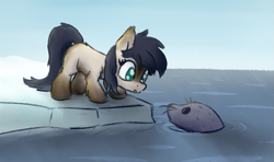 Size: 773x458 | Tagged: safe, artist:anonymous, oc, oc only, oc:dry kindling, pony, seal, yakutian horse, cute, female, filly, ice, looking at each other, ocbetes, sketch, snow mare, water
