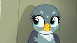 Size: 1000x563 | Tagged: safe, screencap, gabby, griffon, g4, the fault in our cutie marks, solo
