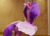 Size: 886x636 | Tagged: safe, screencap, pipp petals, pony, g5, my little pony: a new generation, 3d, adorapipp, butt, cute, female, from behind, mare, pipp butt, plot, solo focus