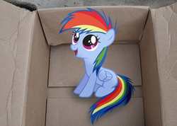 Size: 300x214 | Tagged: safe, artist:oppositebros, rainbow dash, pegasus, pony, fanfic:my little dashie, g4, 2011, box, cardboard box, cropped, cute, dashabetes, female, filly, filly rainbow dash, irl, mare, photo, ponies in real life, pony in a box, solo, vector, younger