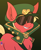 Size: 1621x2000 | Tagged: safe, artist:saveraedae, sprout cloverleaf, earth pony, pony, g5, my little pony: a new generation, chest fluff, emperor sprout, fascist, hat, male, smiling, smirk, solo, stallion, sunglasses