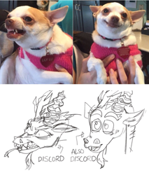 Size: 720x844 | Tagged: safe, artist:lesbianditzydoo, discord, chihuahua, dog, draconequus, g4, angry, arrow, expressions, fangs, happy, head, irl, name tag, namesake, photo, pun, puppy dog eyes, screenshots, sharp teeth, sketch, teeth, visual pun