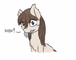 Size: 4096x3263 | Tagged: safe, artist:simplesaemple, oc, oc only, oc:frosty flakes, earth pony, fish, pony, yakutian horse, chest fluff, cute, earth pony oc, eye clipping through hair, female, food, high res, looking at you, mare, meat, mouth hold, ocbetes, ponies eating meat, simple background, smiling, smiling at you, snow mare, solo, white background