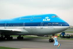 Size: 1280x851 | Tagged: safe, rainbow dash, pegasus, pony, g4, alternate hairstyle, boeing, boeing 747, female, irl, klm, looking at you, mare, netherlands, photo, plane, ponies in real life, sitting