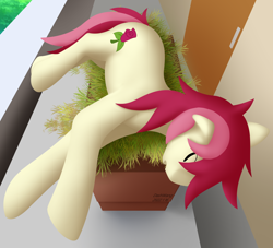Size: 2500x2270 | Tagged: safe, artist:dash wang, roseluck, earth pony, pony, g4, behaving like a cat, eyes closed, female, high res, mare, sleeping, solo