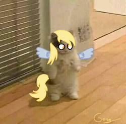 Size: 1746x1718 | Tagged: safe, artist:realgero, derpy hooves, cat, g4, photo, solo, wings